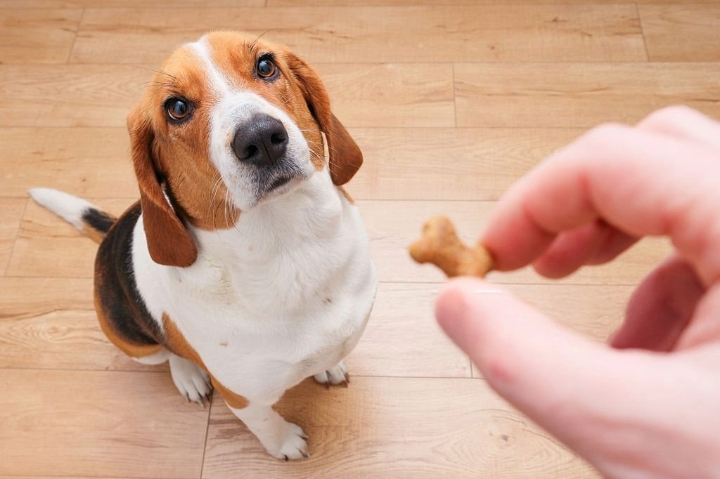 Dog eating a treat